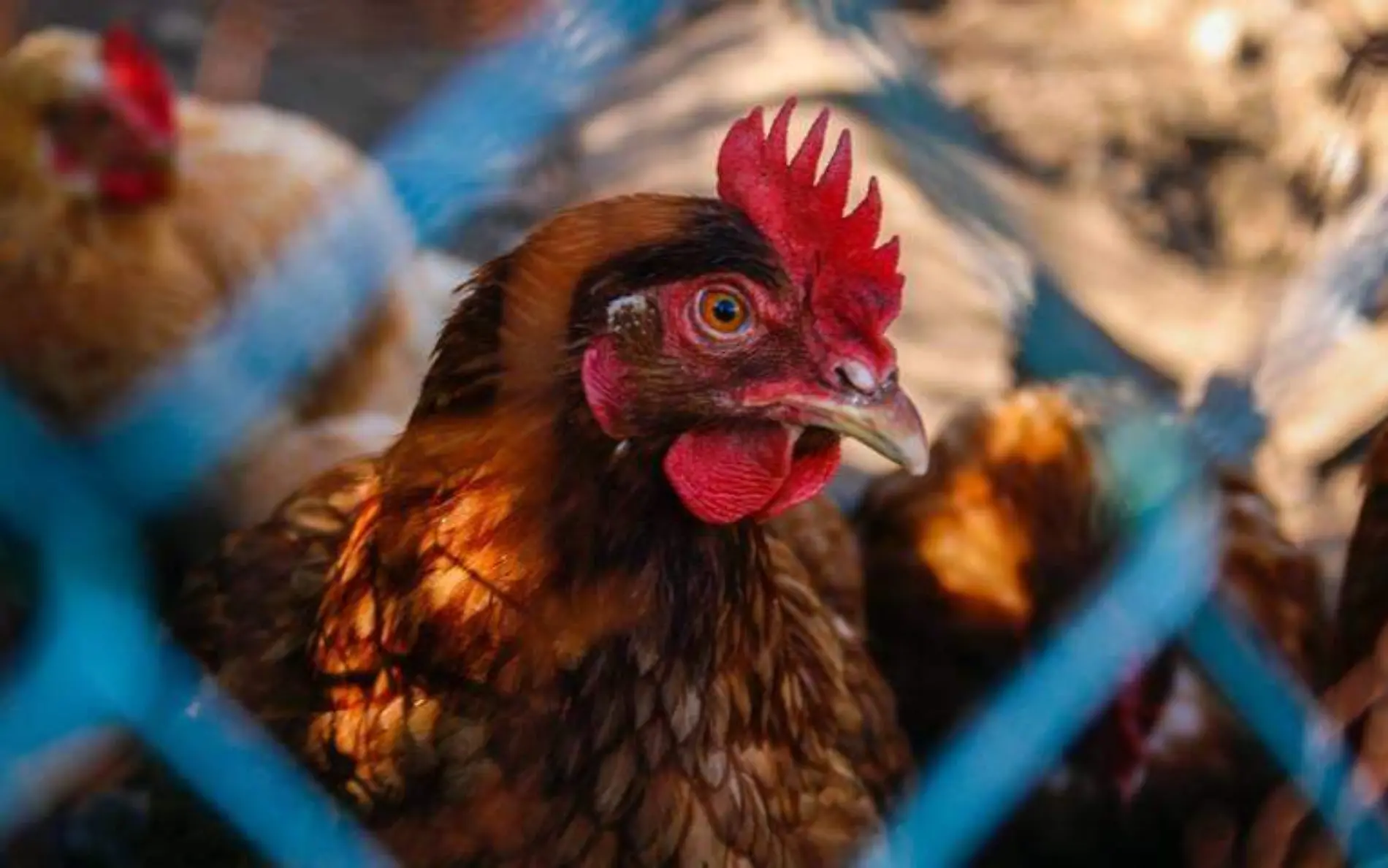 Foto de un pollo con gripa aviar